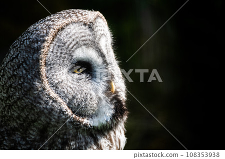 Great grey owl, Strix nebulosa, portrait with green bokeh background Great grey owl, Strix nebulosa, portrait with green bokeh background 108353938