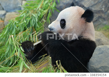Beach eating bamboo deliciously 108354154