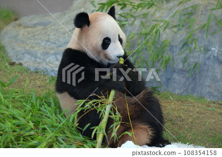 Beach eating bamboo deliciously 108354158