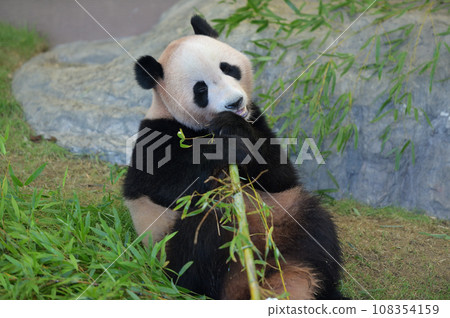 Beach eating bamboo deliciously 108354159