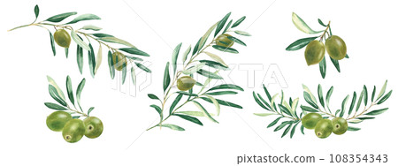 Olive branches and green fruits set isolated on white background. Watercolor hand drawn botanical illustration. Can be used for menu, logos and product, food packaging design Olive branches and green fruits set isolated on white background. Watercolor hand drawn botanical illustration. Can be used for menu, logos and product, food packaging design 108354343