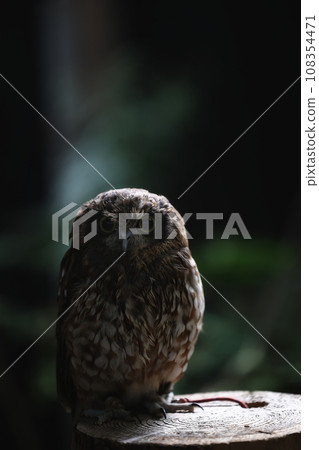 owl owl 108354471