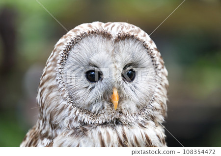 owl owl 108354472