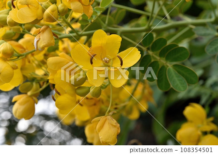 Hanasenna Cassia Hanasenna Cassia 108354501