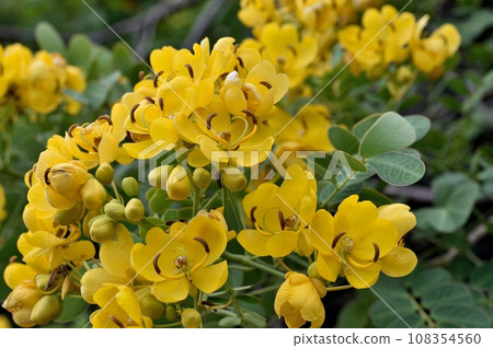 Hanasenna Cassia - Stock Photo [108354560] - PIXTA