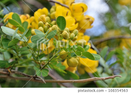 Hanasenna Cassia Hanasenna Cassia 108354563