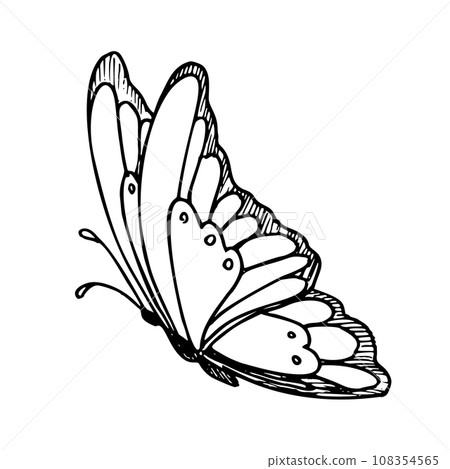 Vector drawing of Butterfly. Hand drawn linear illustration of flying insect in black and white colors. Vintage outline sketch for icon or logo painted by inks. Etching for greeting cards. Vector drawing of Butterfly. Hand drawn linear illustration of flying insect in black and white colors. Vintage outline sketch for icon or logo painted by inks. Etching for greeting cards. 108354565