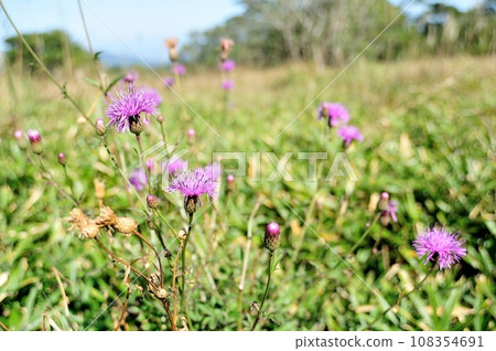 Flower of Tham Lingau 108354691