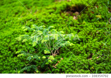 苔蘚和原始森林 苔蘚和原始森林 108354702