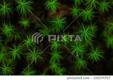 苔蘚和原始森林 108354707