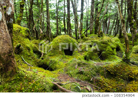 苔蘚和原始森林 108354904