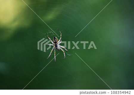 Gray and brown spider on a green background. Macro photo of a spider on a web. Gray and brown spider on a green background. Macro photo of a spider on a web. 108354942