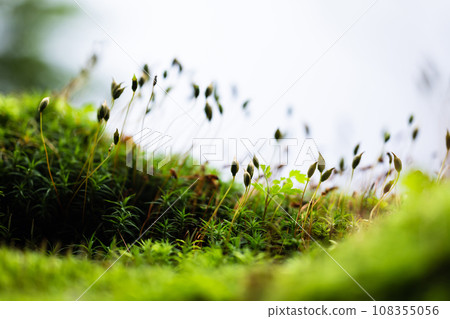 苔蘚和原始森林 苔蘚和原始森林 108355056