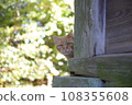 A stray cat peeking at me from behind the fence 108355608