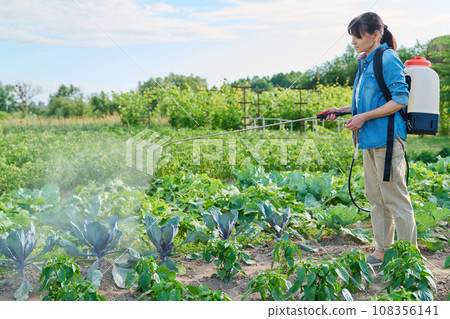 Gardener woman with spray backpack spraying blue cabbage plants in garden 108356141