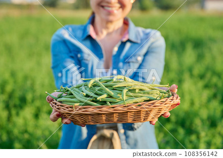 Harvest of green long asparagus beans in basket in hands of female gardener, farmer Harvest of green long asparagus beans in basket in hands of female gardener, farmer 108356142