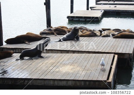 Sea seals lie on Pier 39 in San Francisco in sunny weather, USA 108356722