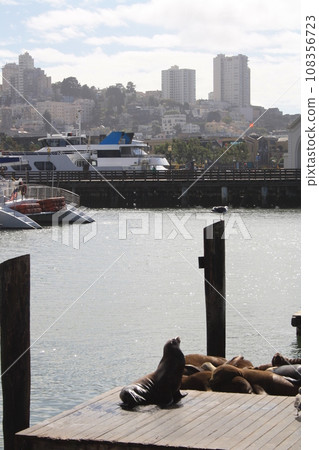 Sea seals lie on Pier 39 in San Francisco in sunny weather, USA Sea seals lie on Pier 39 in San Francisco in sunny weather, USA 108356723