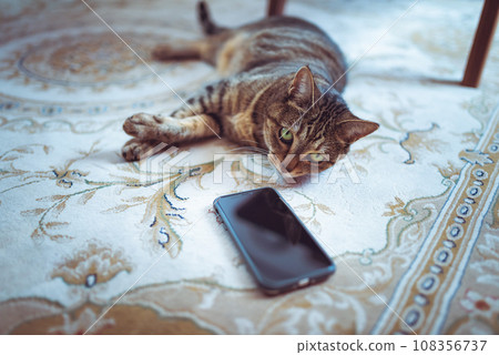 貓用智慧型手機 108356737