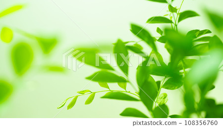 silk jasmine 108356760