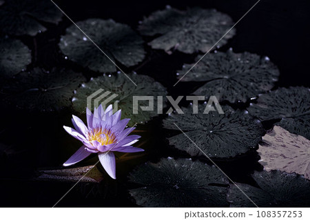 Water lily flower floating on the surface of the water 108357253