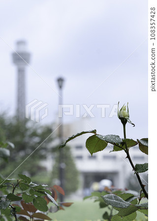 玫瑰花蕾和海洋塔 108357428