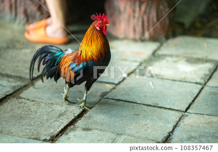 Asian chicken, blurred bokeh background Asian chickens are important and efficient poultry for breeding and for meat and egg production. Chicken is a cultural and food symbol in Asia. Asian chicken, blurred bokeh background Asian chickens are important and efficient poultry for breeding and for meat and egg production. Chicken is a cultural and food symbol in Asia. 108357467