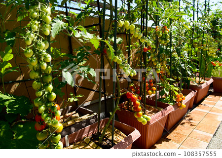 Lots of tomatoes on the wide roof balcony. Grow vegetables in planters. 108357555