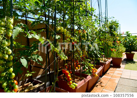 Lots of tomatoes on the roof balcony on a sunny day - growing vegetables in an apartment 108357556