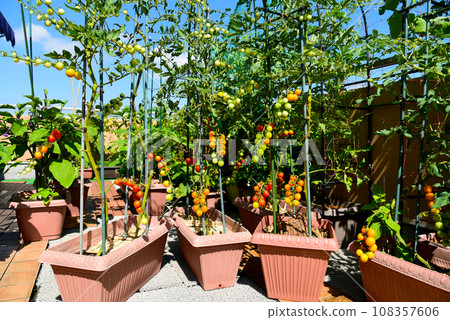 在陽光明媚的日子裡，屋頂陽台上有很多西紅柿 — 在公寓裡種蔬菜 108357606