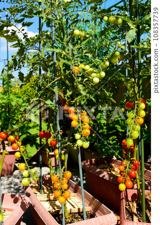 在陽光明媚的日子裡,屋頂陽台上有很多西紅柿 — 在公寓裡種蔬菜 在陽光明媚的日子裡,屋頂陽台上有很多西紅柿 — 在公寓裡種蔬菜 108357739