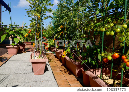 Under the blue sky, there are lots of tomatoes on the roof balcony. Growing vegetables in planters Under the blue sky, there are lots of tomatoes on the roof balcony. Growing vegetables in planters 108357773