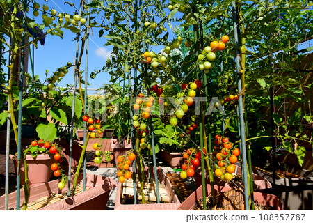 Under the blue sky, there are lots of tomatoes on the roof balcony. Growing vegetables in planters 108357787
