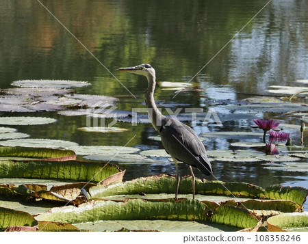 Gray heron and giant bass 108358246