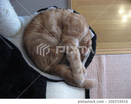 Round and sleeping cat Round and sleeping cat 108358916