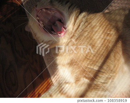 Yawning cat Yawning cat 108358919