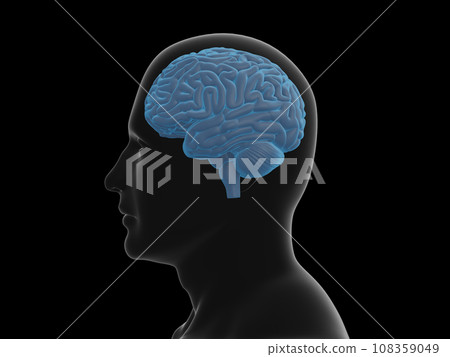 人體和大腦，透明，藍色，從側面 108359049