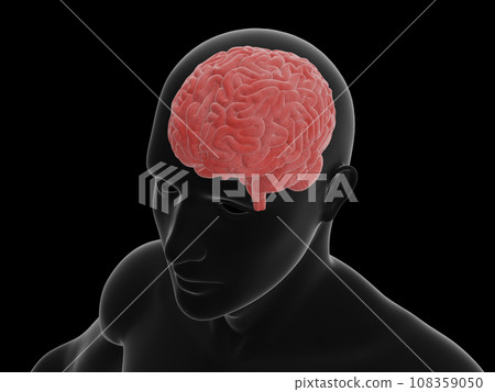 人體和大腦透明/紅色/斜視圖 108359050