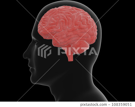 人體和大腦，透明，紅色，從側面 108359051