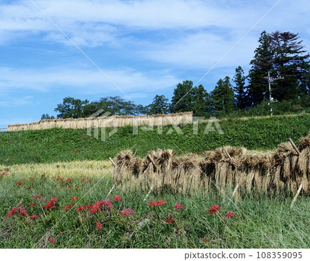 美麗的秋田園風光 梯田豐收 108359095