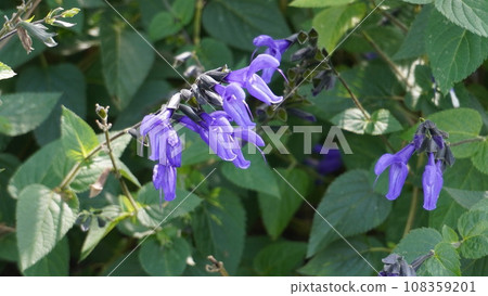 Salvia Salvia 108359201