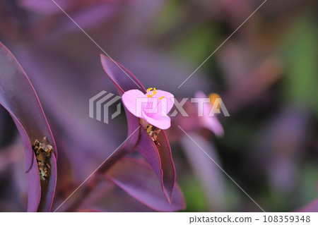 Pink purple palace (purple heart) flowers 108359348