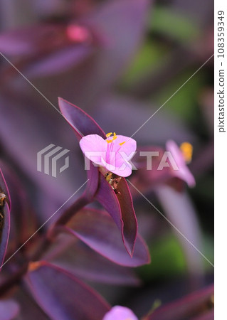 Pink purple palace (purple heart) flowers 108359349