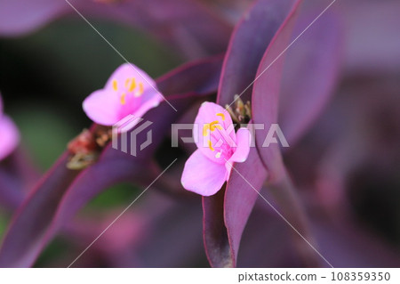 粉紫宮(紫心)花 粉紫宮(紫心)花 108359350