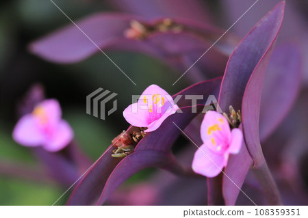 Pink purple palace (purple heart) flowers 108359351