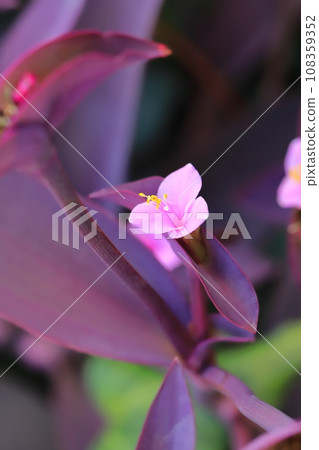 Pink purple palace (purple heart) flowers 108359352