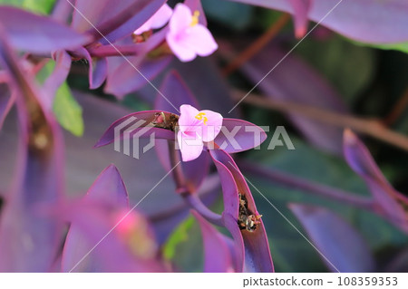 粉紫宮(紫心)花 粉紫宮(紫心)花 108359353