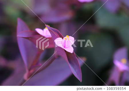Pink purple palace (purple heart) flowers 108359354