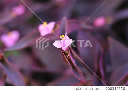 Pink purple palace (purple heart) flowers 108359358