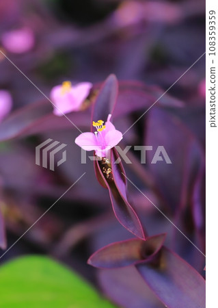 Pink purple palace (purple heart) flowers 108359359